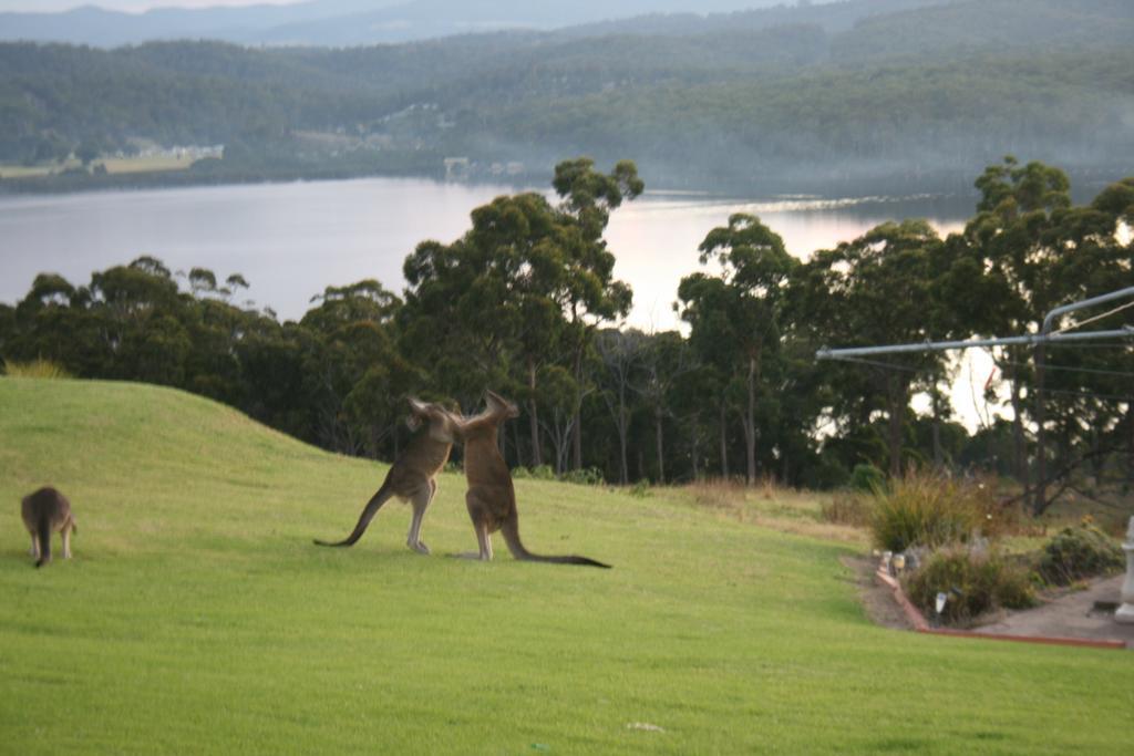 Norfolk Pines Motel Merimbula Ngoại thất bức ảnh